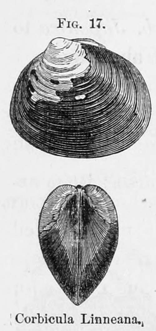 specimen image from publication