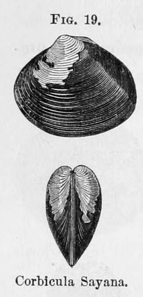 specimen image from publication