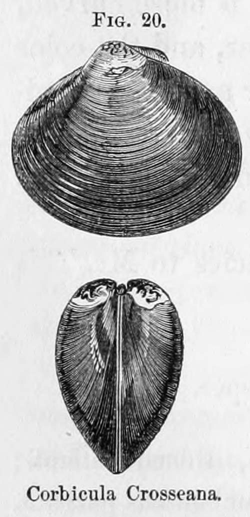specimen image from publication