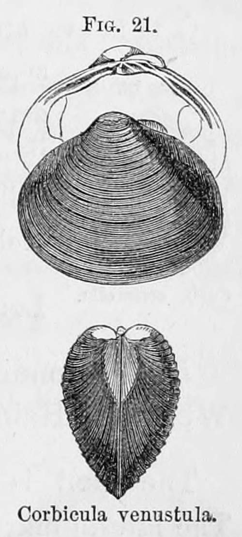 specimen image from publication
