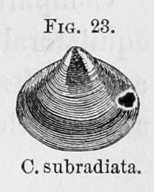 specimen image from publication