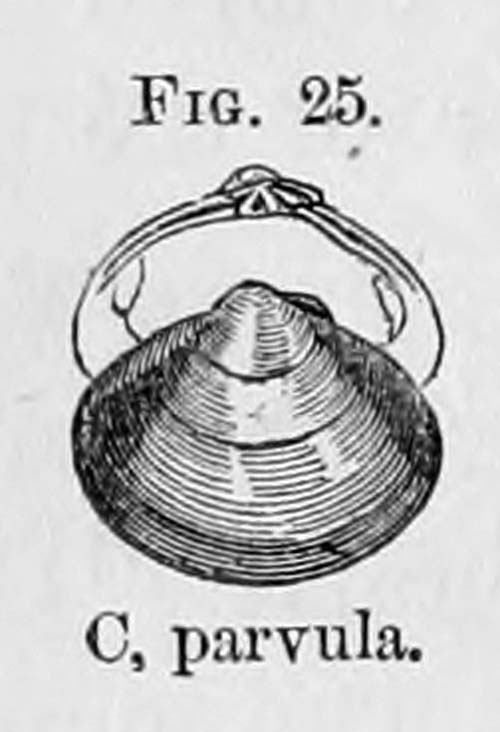 specimen image from publication