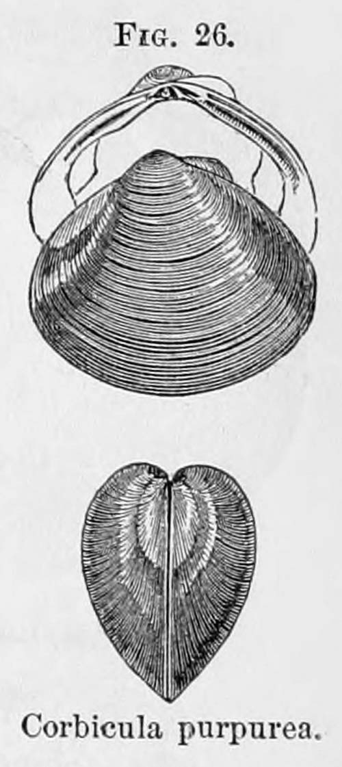 specimen image from publication