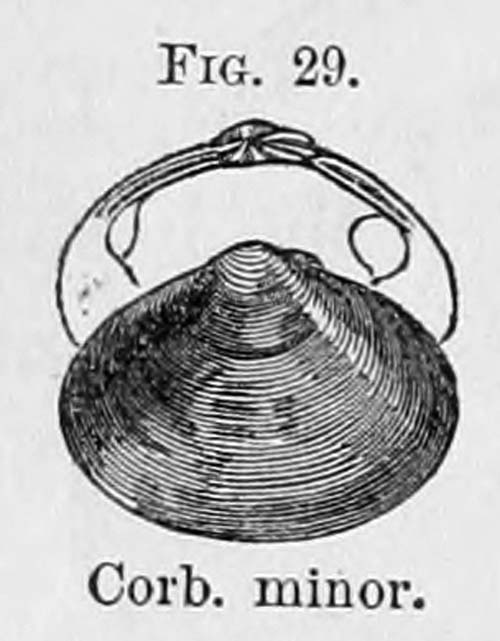 specimen image from publication