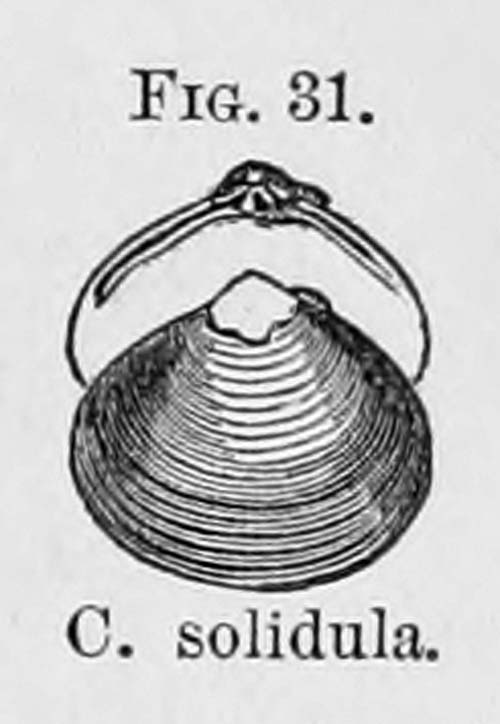 specimen image from publication