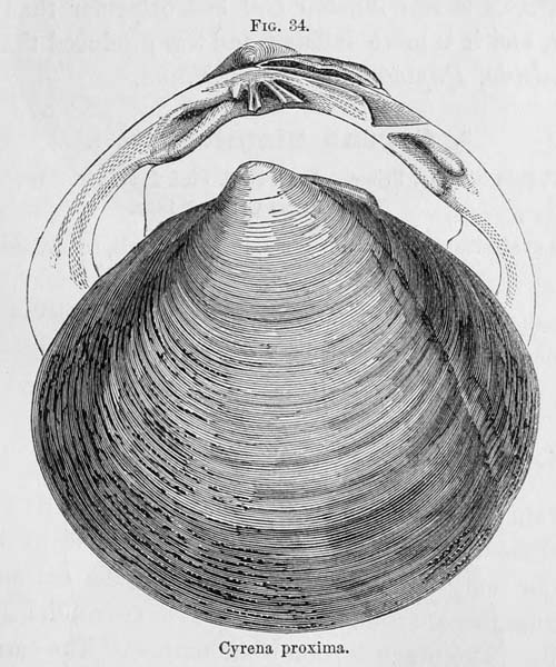 specimen image from publication