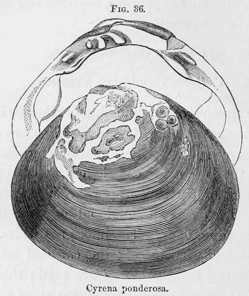 specimen image from publication