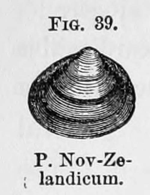 specimen image from publication