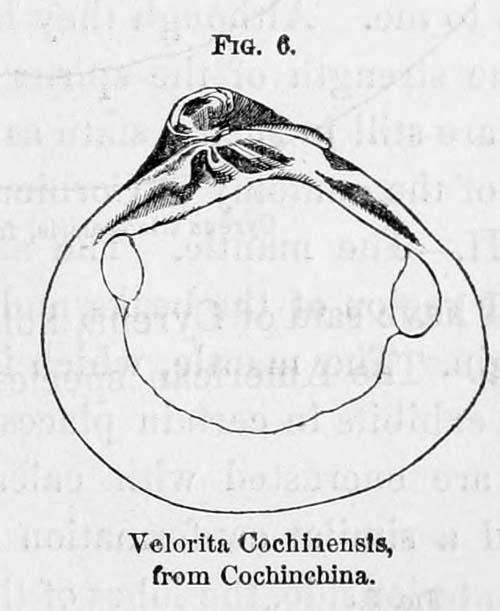 specimen image from publication