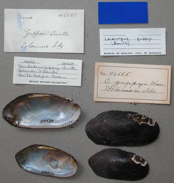 specimen