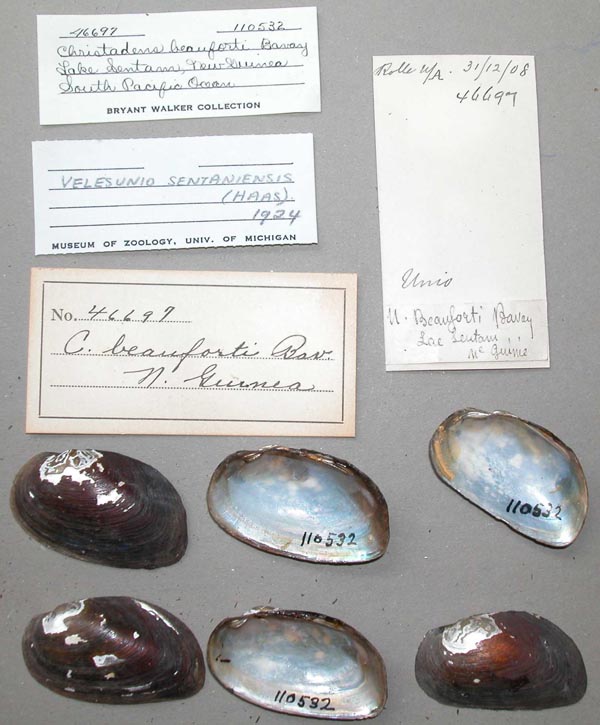 image of lot UMMZ_110532