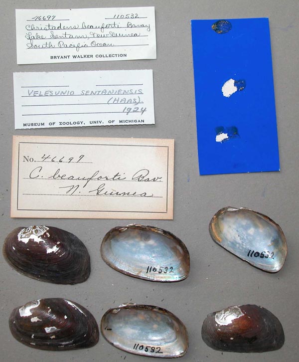 image of lot UMMZ_110532