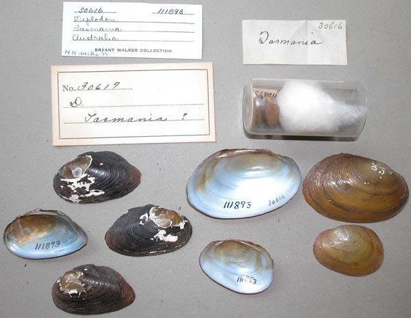 image of lot UMMZ_111893_01