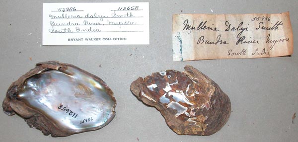 image of lot UMMZ_112658