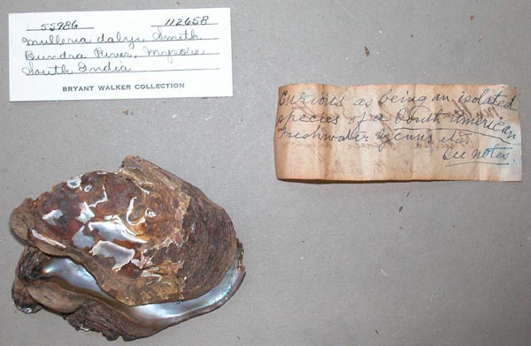 image of lot UMMZ_112658