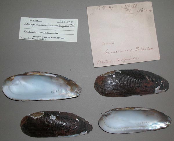 image of lot UMMZ_130242