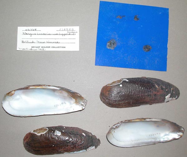 image of lot UMMZ_130242