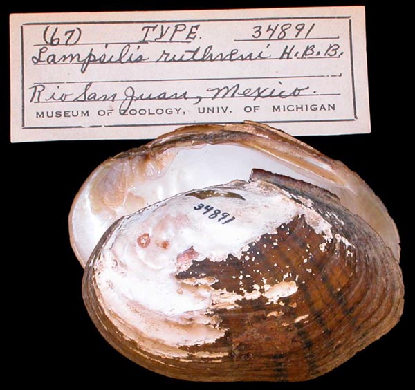 image of lot UMMZ_34891