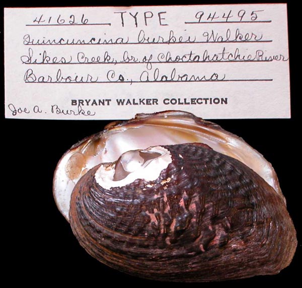 Decorative image of a representative of Fusconaia burkei