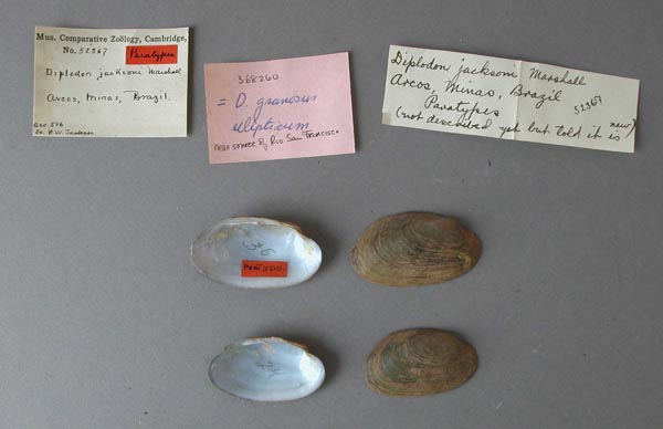 image of lot MCZ_52367