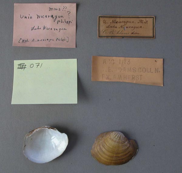 image of lot MCZ_MP.71