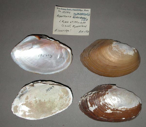 image of lot MCZ_185003