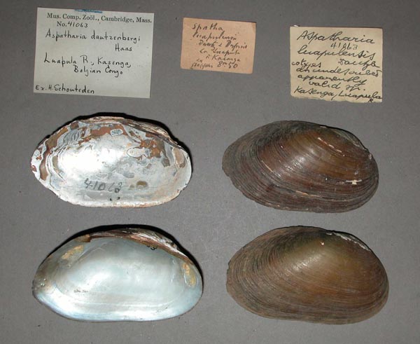 image of lot MCZ_41063