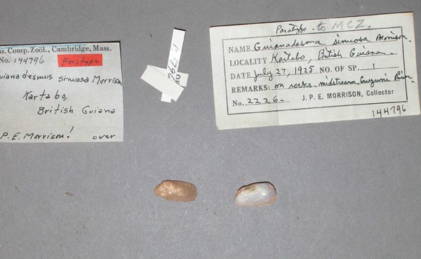 Decorative image of a representative of Anticorbula fluviatilis