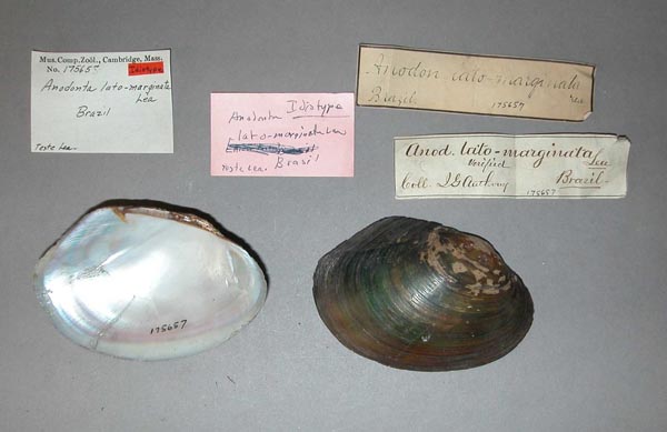 image of type lot
