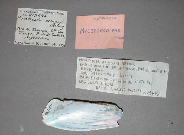 image of lot MCZ_212446