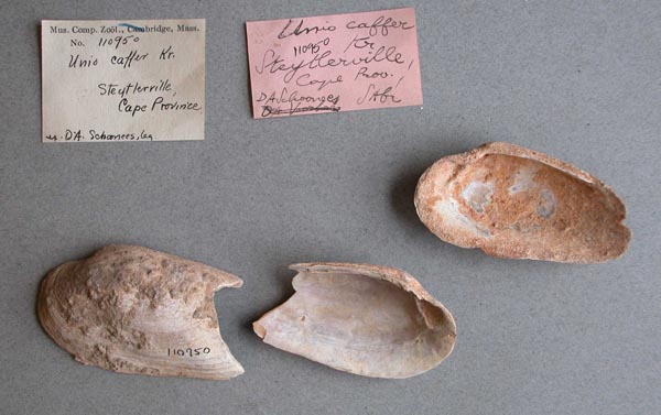 image of lot MCZ_110950