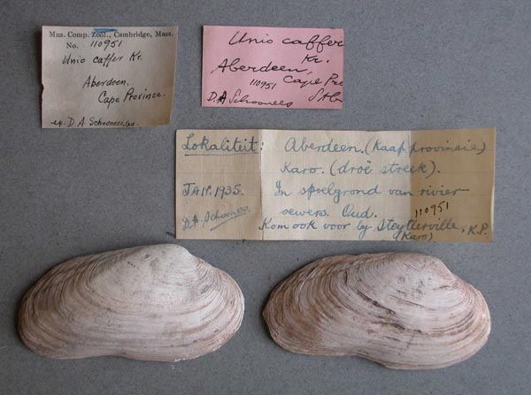 image of lot MCZ_110951