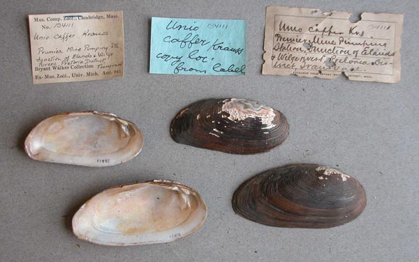 image of lot MCZ_134111