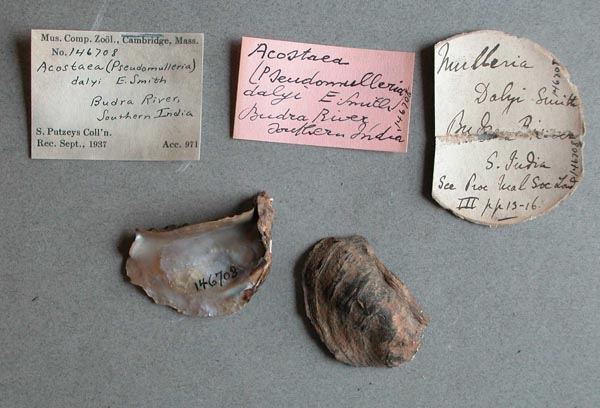 image of lot MCZ_146708