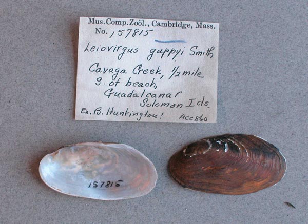 image of lot MCZ_157815