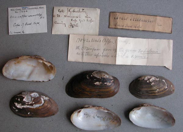 image of lot MCZ_17042