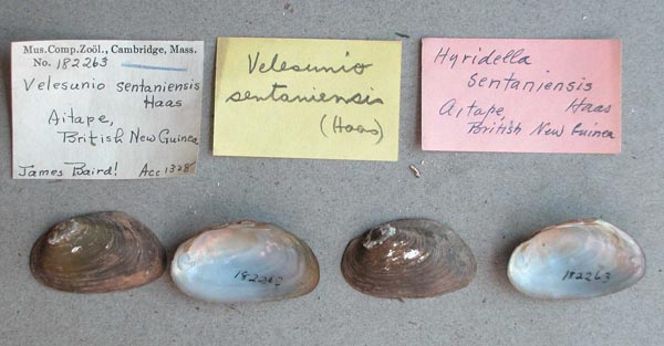 image of lot MCZ_182263