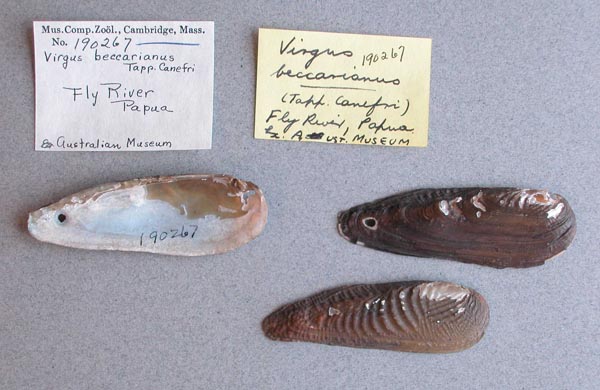 image of lot MCZ_190267