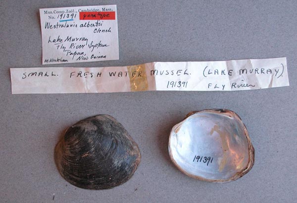 image of lot MCZ_191391