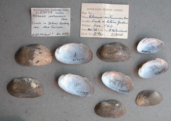 image of lot MCZ_213043