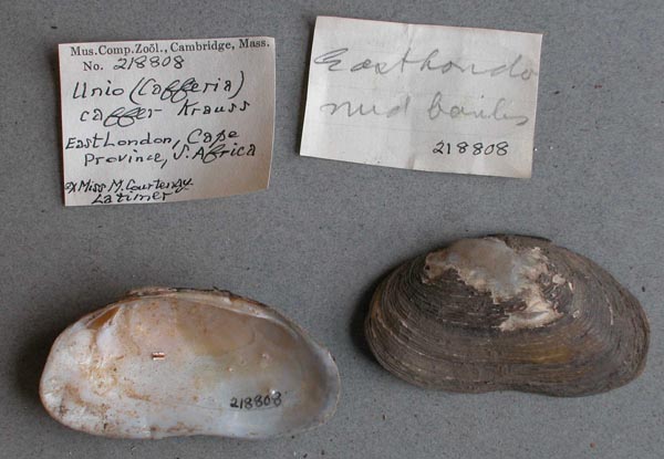 image of lot MCZ_218808