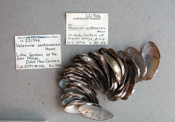 image of lot MCZ_221346