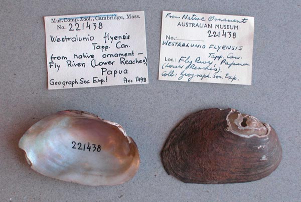 image of lot MCZ_221438