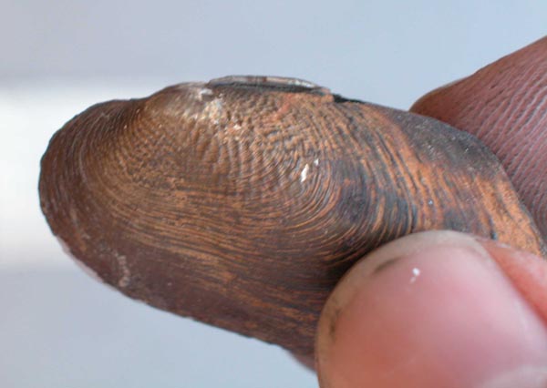 specimen