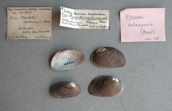 image of lot MCZ_40865