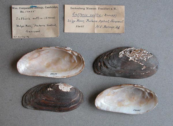 image of lot MCZ_52455