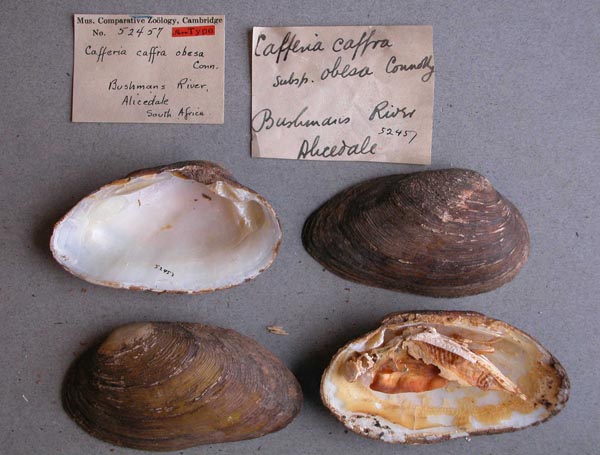 image of lot MCZ_52457