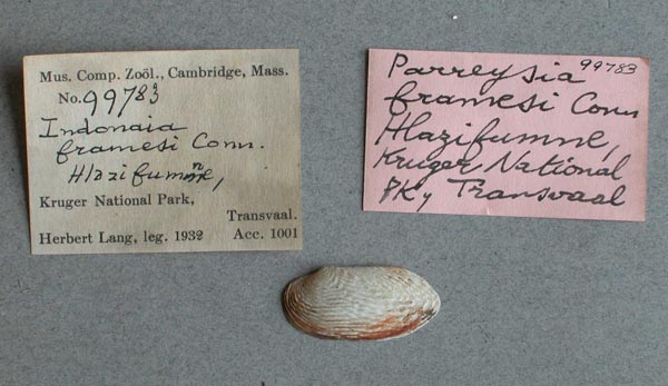 image of lot MCZ_99783