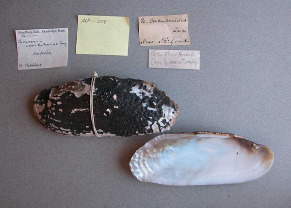 image of lot MCZ_MP.234