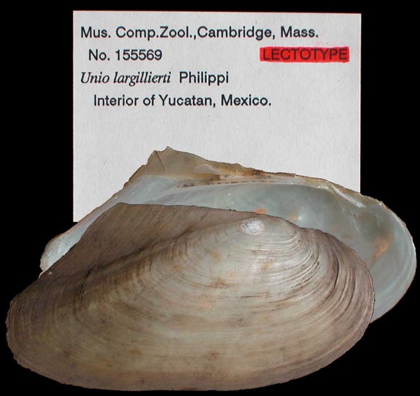 image of type lot image of type lot